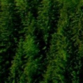 zxc333